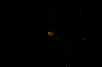 藏品(微小螺)的圖片